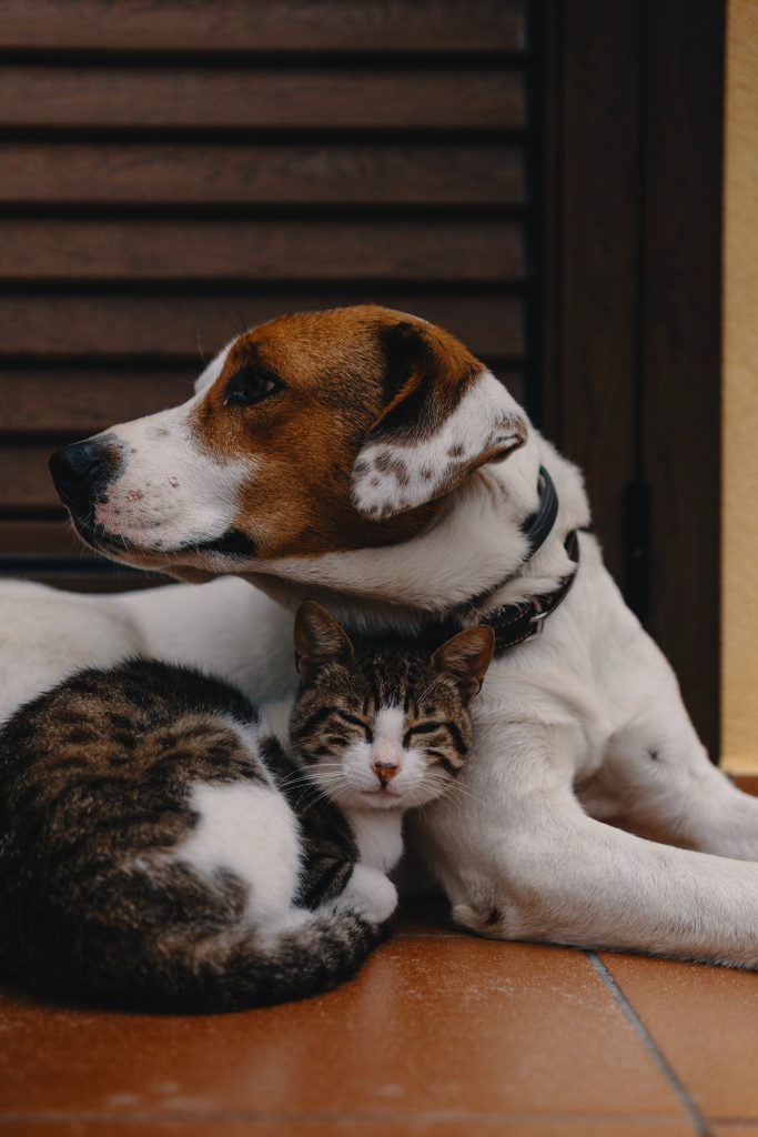 cat and dog laying together