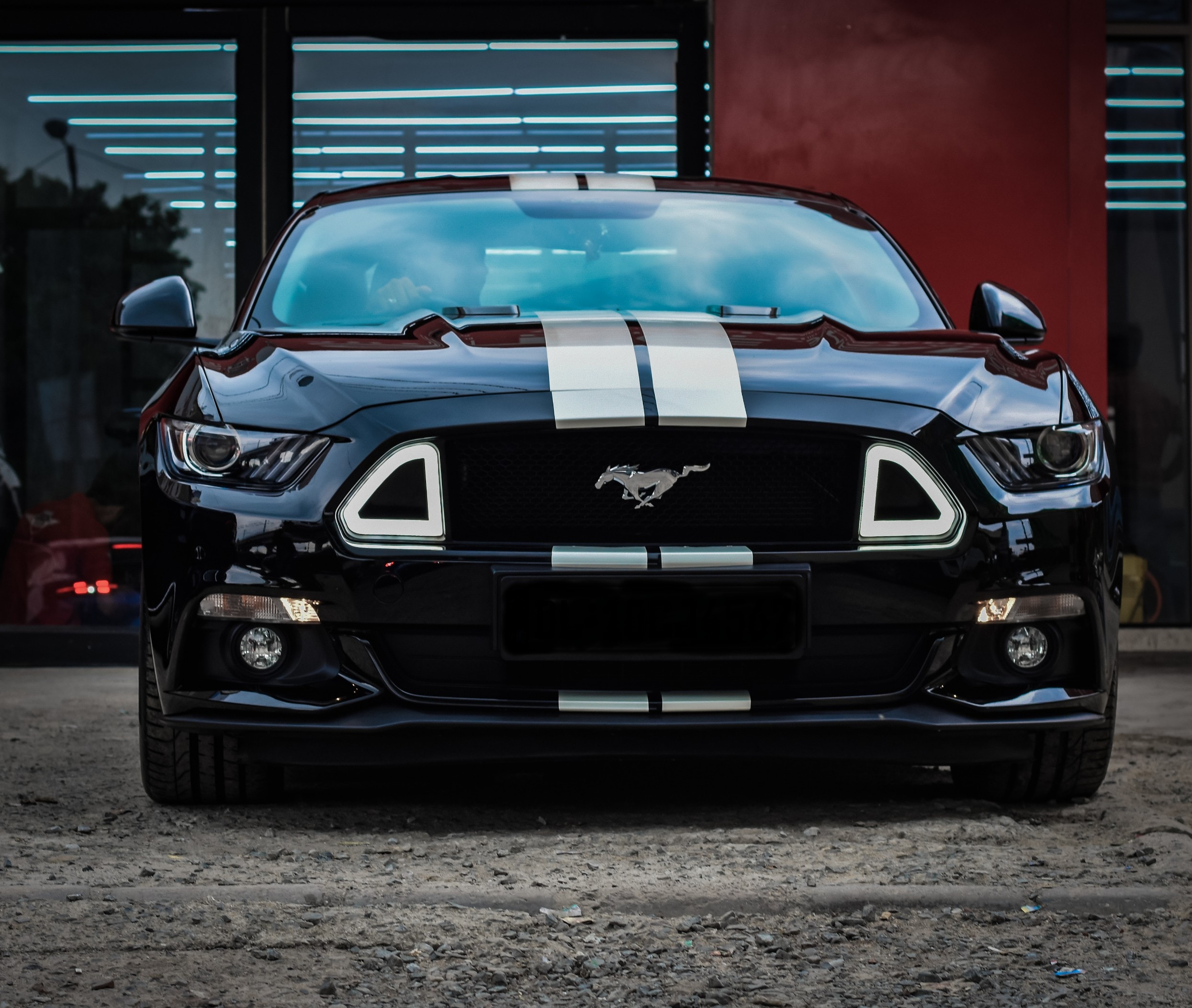 Black Mustang 
